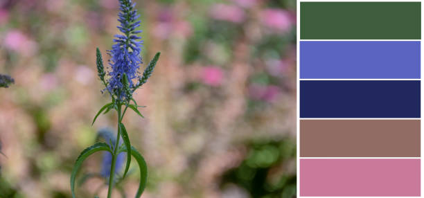 Beautiful summer flowers, color swatch