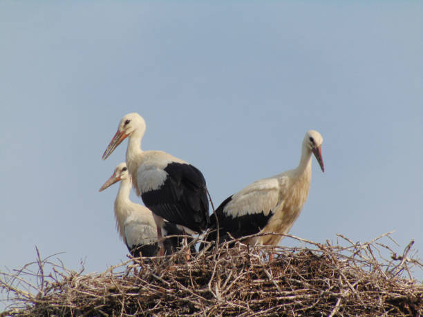 istock Three storks in the nest. In Maramures county, Romania 1505895627