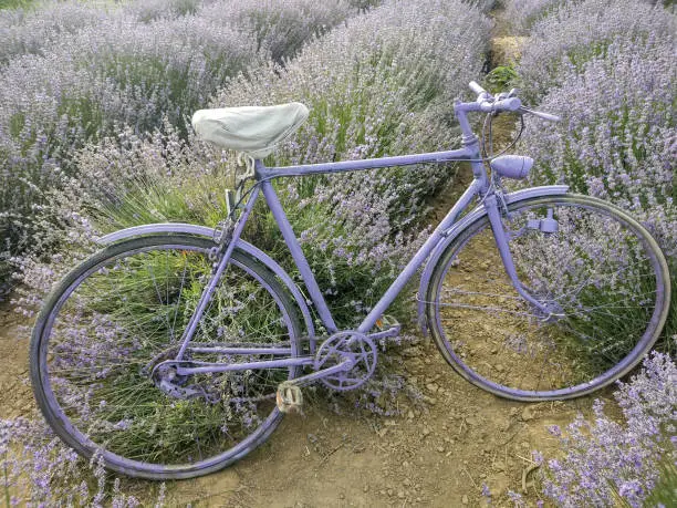 Bicycle in the lavender field