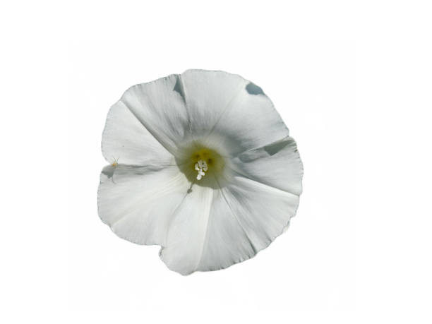 haie fleur de liseron isolée sur blanc. calystegia sepium - 30061 photos et images de collection