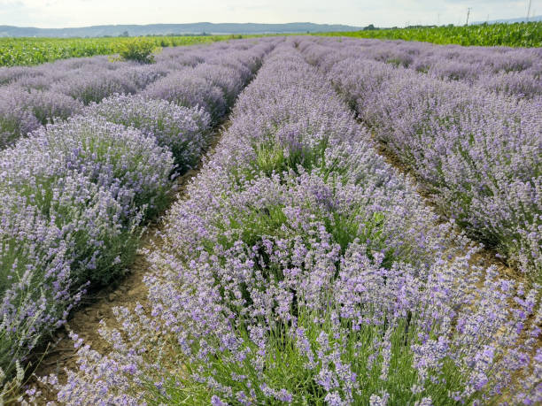 istock Lavender field in the summer - in Romania 1505896174