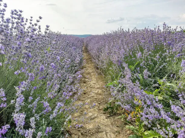 Lavender field in the summer - in Romania