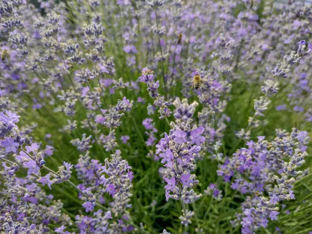 Lavender field in the summer - in Romania