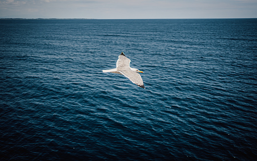 Seagull flying over the sea on a sunny day