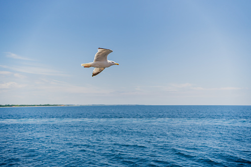 Seagull flying over the sea on a sunny day