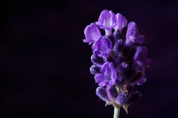 istock Medicinal herbs - lavender; Lavandula angustifolia. 1505901779