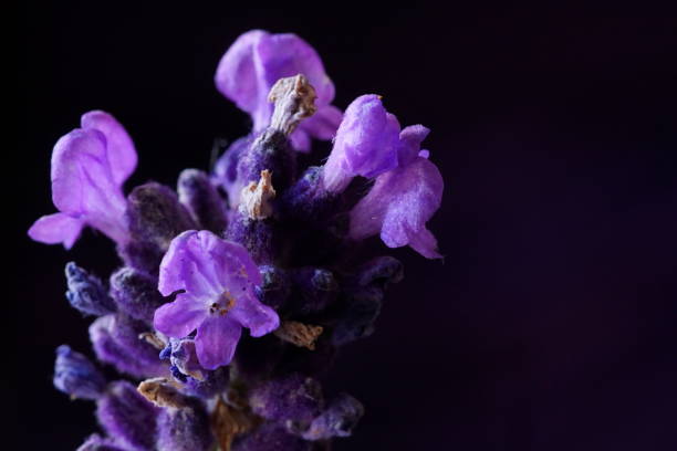 istock Medicinal herbs - lavender; Lavandula angustifolia. 1505901783