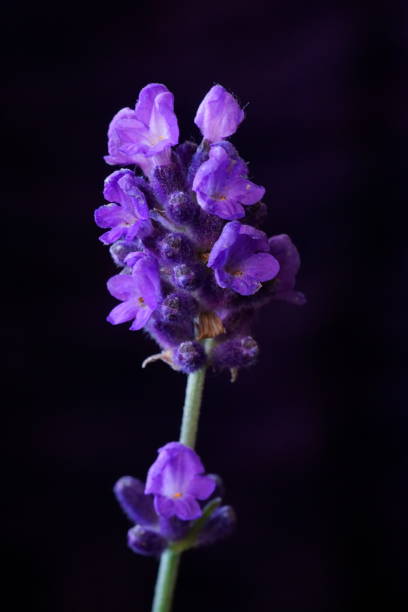 istock Medicinal herbs - lavender; Lavandula angustifolia. 1505901785