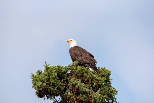 istock Wild bald eagles seen in northern Canada 1505902896