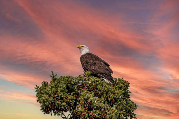 Wild bald eagle seen in northern Canada
