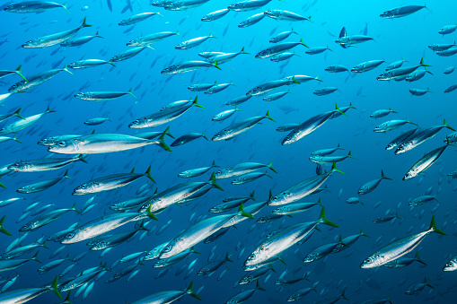 Mackerel Scad Decapterus macarellus occurs circumglobal in tropical and subtropical oceans from 54°N to 46°S in a depth range from 0-400m, usually from 40-200m. Max. length is 46cm, common length 30cm. \nAdults prefer clear oceanic waters, frequently around islands. Usually they are seen as fast moving schools along the reef edges near deep water, like these specimen. The species feeds mainly on zooplankton, the eggs are pelagic. \nTriton Bay, south side of Dramai Rock, Indonesia, 4°2'33.4058 S 134°14'12.0248 E at 14m depth.