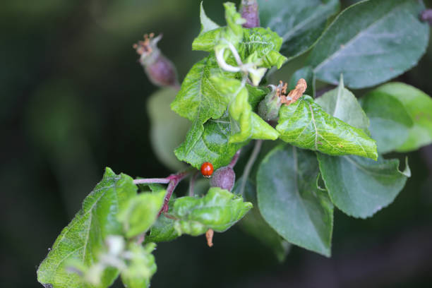 istock Rosy apple aphid (Dysaphis plantaginea) on the underside of a curled apple leaf. Typically curled, deformed leaves caused by the presence of aphid colonies. 1505913409