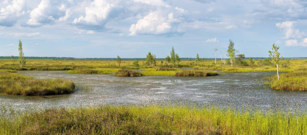 sphagnum bog yelnya en bielorrusia - sphagnum bog galerina fotografías e imágenes de stock