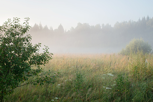 Early morning and fog on a forb meadow near the edge of the forest