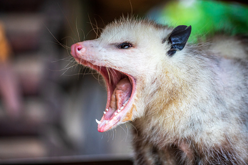 Portrait of yawning adult Virginia opossum