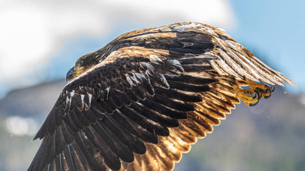istock Wild bald eagles seen in northern Canada 1505922559