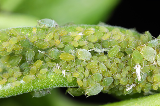 Permanent currant aphid Aphis schneideri on redcurrant leaf.