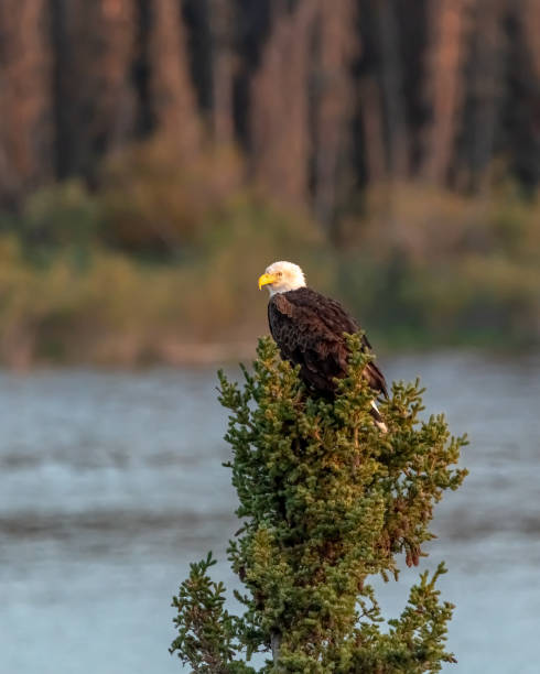 istock Wild bald eagles seen in northern Canada 1505931803