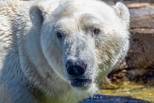 polar bear close up