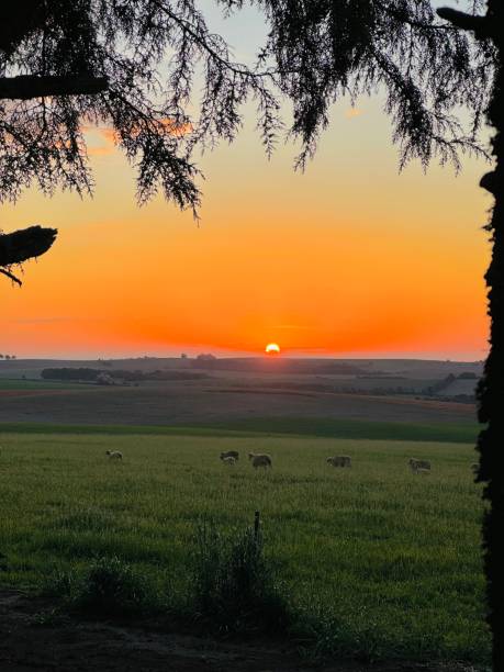 istock Sunset in the farm 1505938066