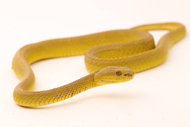 istock Yellow Sunda Island white lipped pitviper snake Trimeresurus insularis wetar on white background 1505945196