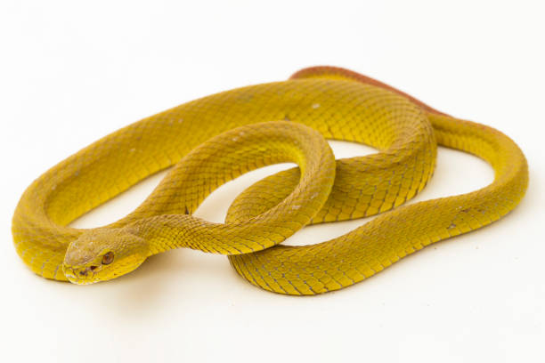 istock Yellow Sunda Island white lipped pitviper snake Trimeresurus insularis wetar on white background 1505945286
