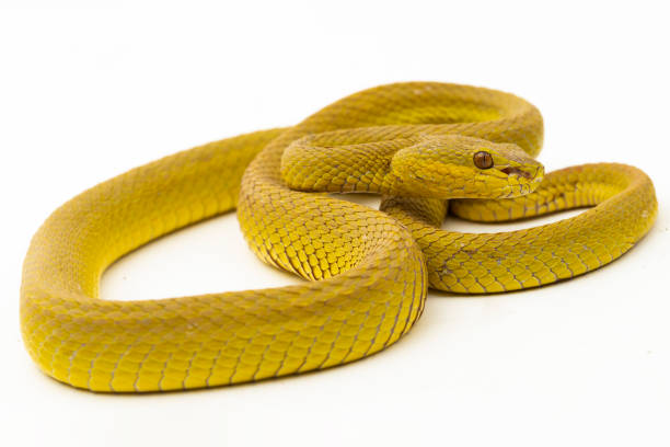 istock Yellow Sunda Island white lipped pitviper snake Trimeresurus insularis wetar on white background 1505945302