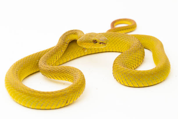 istock Yellow Sunda Island white lipped pitviper snake Trimeresurus insularis wetar on white background 1505947925