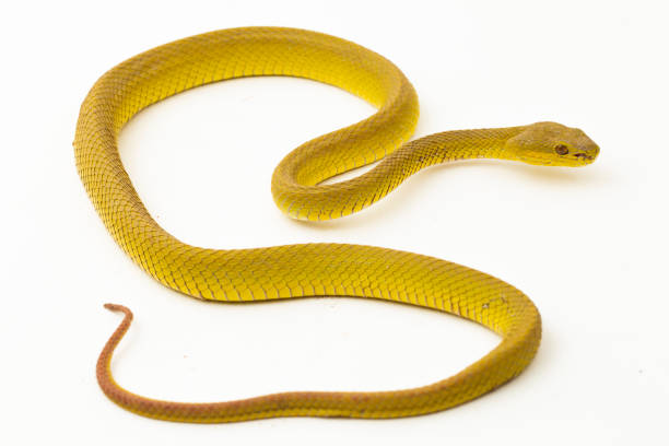 istock Yellow Sunda Island white lipped pitviper snake Trimeresurus insularis wetar on white background 1505949089