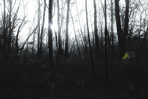Dark woods atmosphere, horror trees