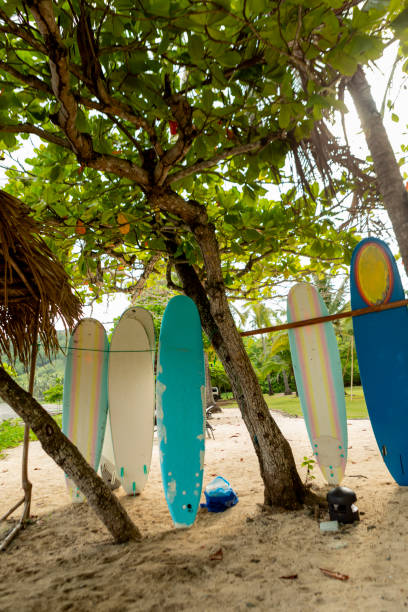 istock Costa rica beach surf lesson boards 1505976988