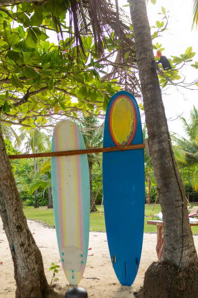 istock Costa rica beach surf lesson boards 1505980386