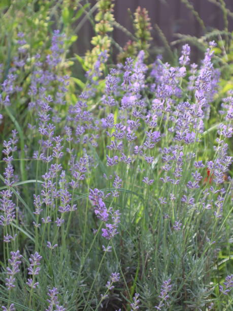 istock Lavender flower in the garden. Lavender blooming. 1505983523
