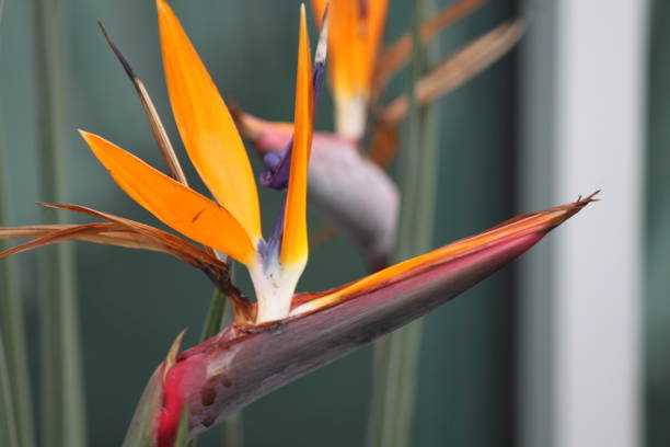 istock Bird of Paradise 1505991272