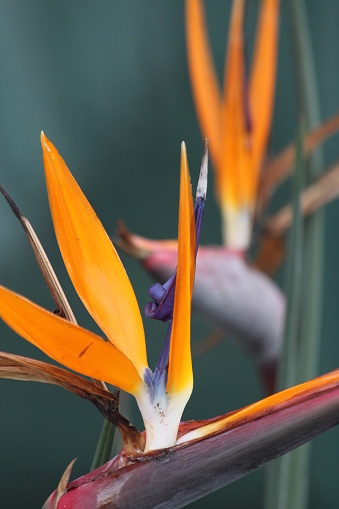 Bird of Paradise flowering orange color plant.