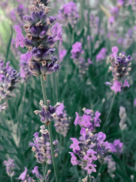 istock Blooming lavender bush with a bee, summer 2023 1506007738