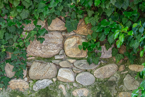 Old wall texture made of large river stones with climbing green ivy, copy space