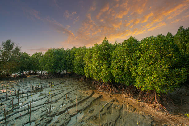 Tropical mangrove forest under sunlight with cloudy blue sky in phang nga bay, Thailand.