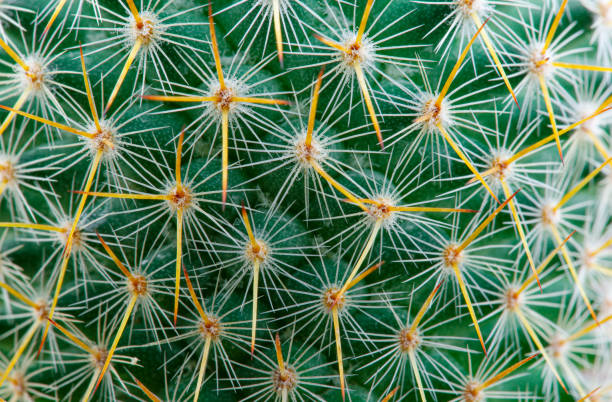 istock Thorns of macro cactus,Thorns texture background. Thorn cactus, close-up 1506010607