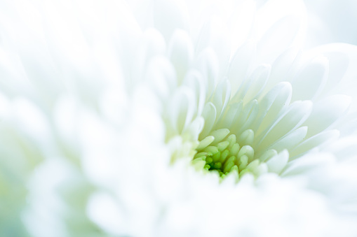 macro white flower texture,White Dahlia flower for texture background.
