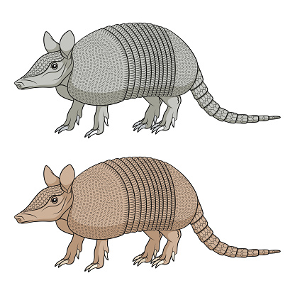 Set of color illustration with an armadillo. Isolated vector objects on white background.