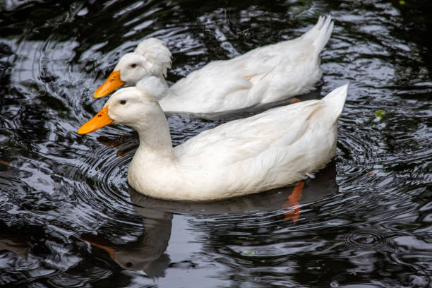 istock Two swimming domestic white crested duck breed 1506033702