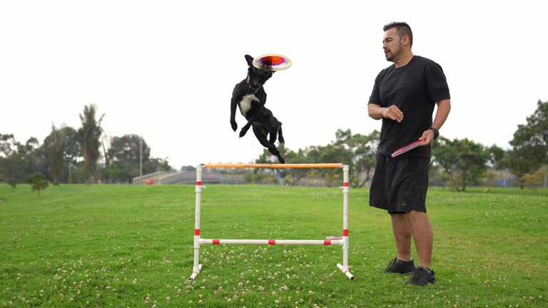 Animal trainer man teaching tricks for dog at public park