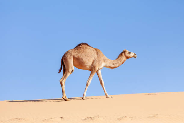 istock Middle eastern camel walking in a desert in UAE 1506053032