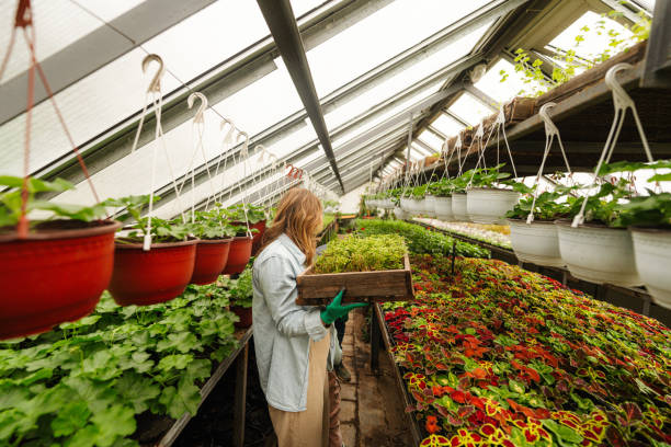 istock Couple working together in their nursery garden 1506053976