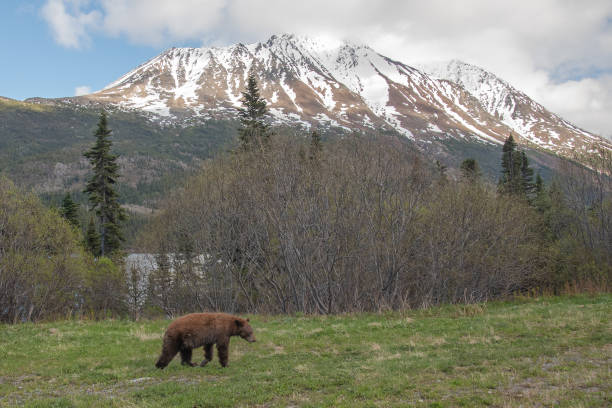 istock Wild bears seen in northern Canada, Yukon during summer time 1506057345