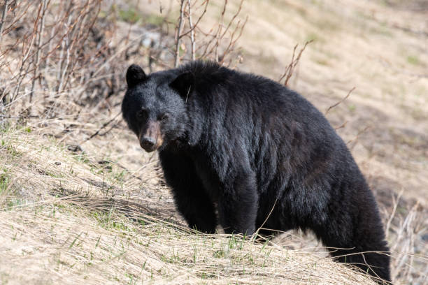 istock Wild bears seen in northern Canada, Yukon during summer time 1506062375