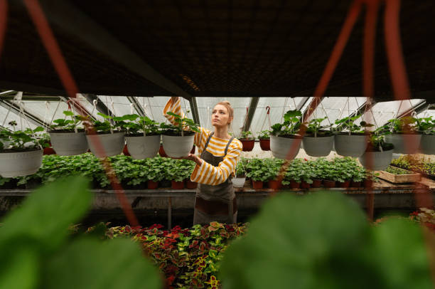istock Working in my nursery garden 1506064889