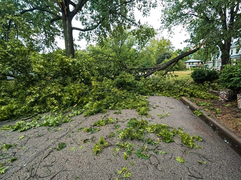A large tree has fallen over and blocked a residential street following severe weather and tornado. High winds caused power outages throughout this heavily tree covered area. Located in Central Illinois, USA.
