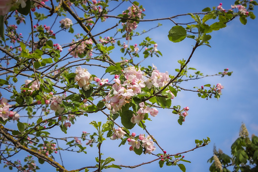 Flowers on crab apple tree